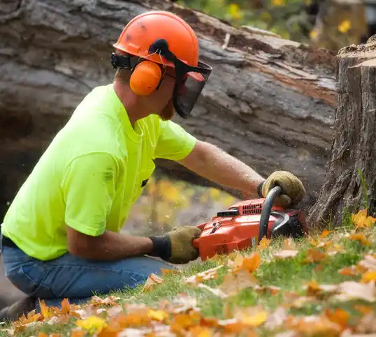 tree services Orono